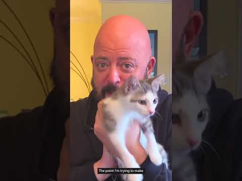 keeping cats in…and HAPPY #shorts - YouTube