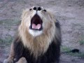 Lion Roaring!!