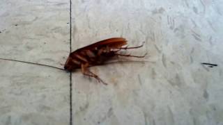 Large Flying Roach Attacks in Resturant