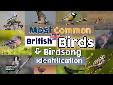 Most Common British Birds & Birdsong Identification