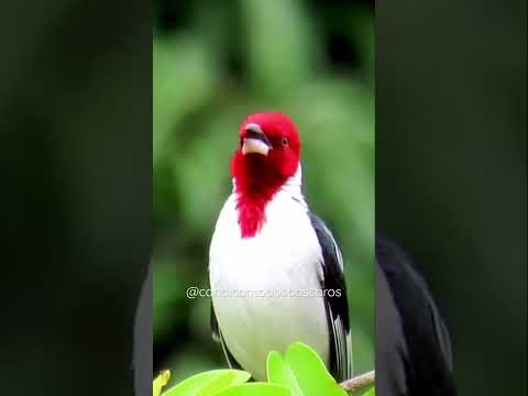 Cardeal do Nordeste - Uma das Aves Mais Lindas do Brasil #shorts #cardealdonordeste #galodecampina