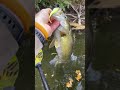 River Bass eating the Venom Lures Skip Shad! | #venomlures #smallmouth #shorts