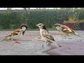 Feeding The Hungry Birds - House Sparrows