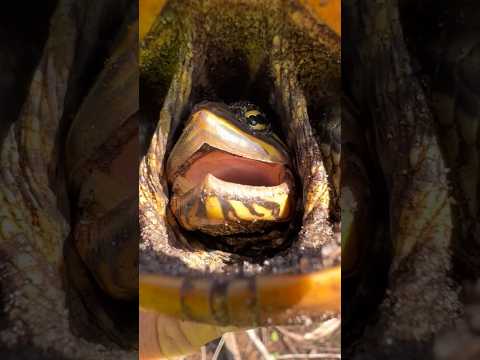 The swamp puppy bit me! #everglades# #youtubeshorts#wildlife#viral#alligator#crocodile#turtle#fyp