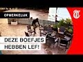Bizarre diefstal: heel terras meegenomen