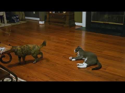 An Update on Marty 😻