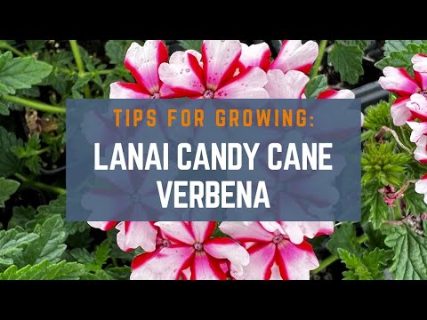 How to Grow Lanai Candy Cane Verbena