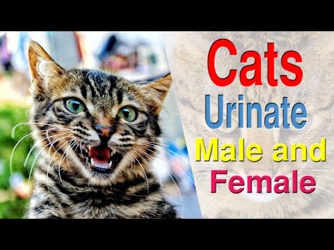 Different way urine out male and female cats