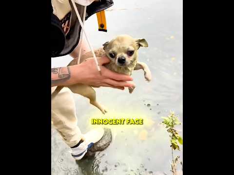 This Puppy Thought It Was Grass 😂