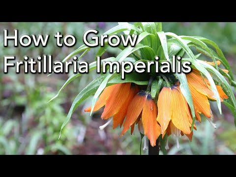 How to Plant and Grow Fritillaria imperialis - The Crown Imperial