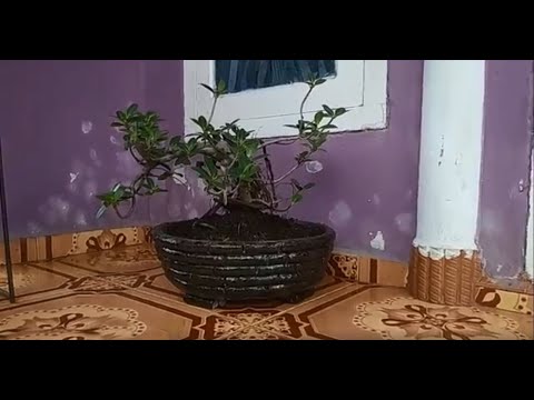 Cara membuat Vas Bonsai Cantik dari Semen dan Pasir || cement scraft idea Video