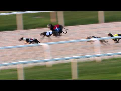 4. Kincsem Park Agárderby