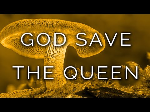 1452-IT Rosa, GOD SAVE THE QUEEN - Ipnosi Esoterica ∞ Lucio Carsi