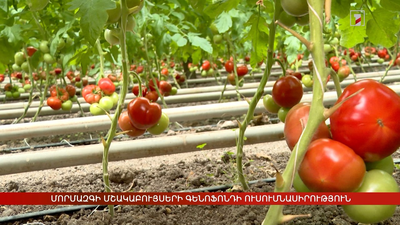 Փոփոխվող կլիմայական պայմանները թելադրում են մշակաբույսերի ավելի դիմացկուն սելեկցիա