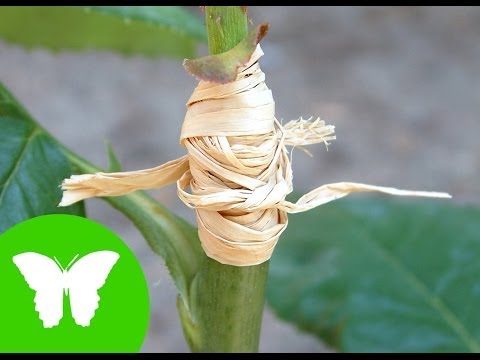 La Eduteca - La reproducción asexual de las plantas