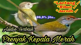 Download lagu SUARA BURUNG PRENJAK LIAR PALING AMPUH UNTUK PIKAT || suara prenjak kepala merah mp3 Download lagu SUARA BURUNG PRENJAK LIAR PALING AMPUH UNTUK PIKAT || suara prenjak kepala merah mp3