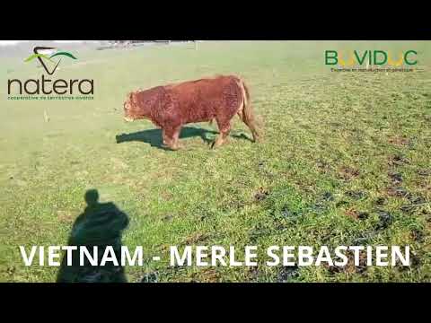 LOT 8   VIETNAM   MERLE SEBASTIEN