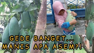Download lagu MANGGA RAKSASA !! MANIS APA ASAM ? || MANGGA MAHATIR mp3 Download lagu MANGGA RAKSASA !! MANIS APA ASAM ? || MANGGA MAHATIR mp3