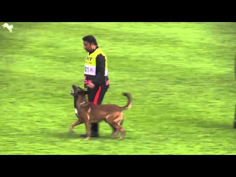 Sachin Raawte with Segar de Alphaville Bohemia -  FMBB World Championship 2015 -  Protection Video