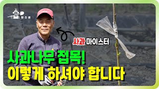유독 까다로운 사과접목! 이렇게 한번 해보세요~ ㅣ 사과 마이스터가 알려주는 사과 접목 ㅣ 사과나무 접목의 …