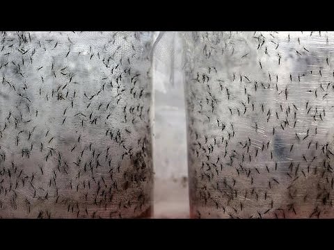 Genetically modified mosquitoes to the rescue in Brazil