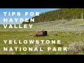 Tips for HAYDEN VALLEY | Hayden Valley | Yellowstone Wildlife | Bear with Cubs