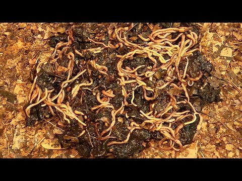 2nd modest haul-out of ENCs from 157-day worm bin - vermicomposting