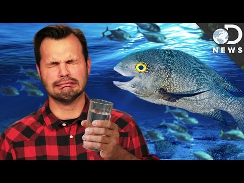 Why Fish Can Drink Salt Water And We Can’t