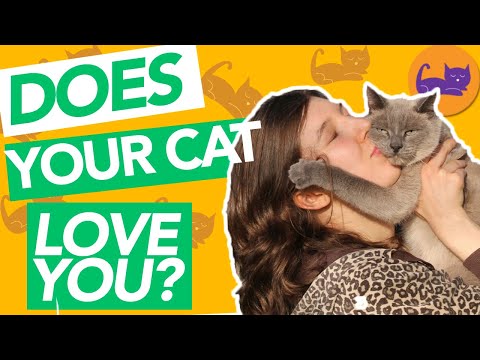 How To Tell If Your Cat LOVES You - TOP Signs - YouTube