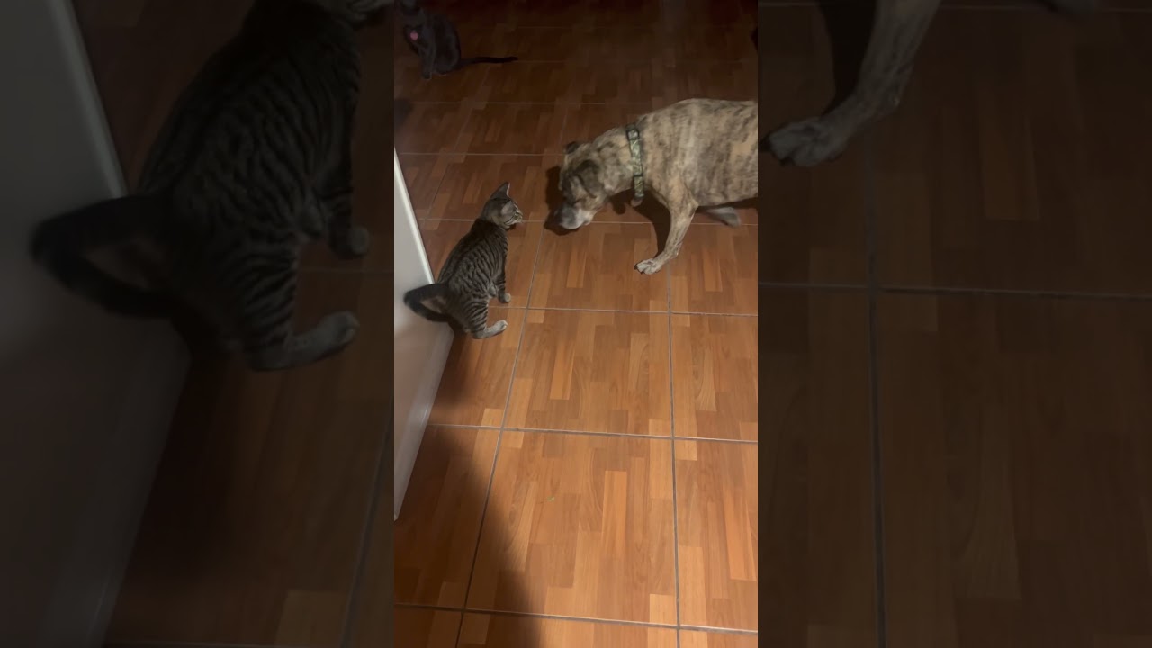 Enlarge Gator 2, a Adoptable Domestic Short Hair in Orlando, FL video 6/6
