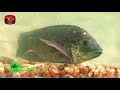 sobadhara-14-08-2018