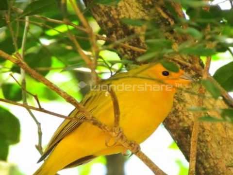 Passarinho Do Peito Amarelo video