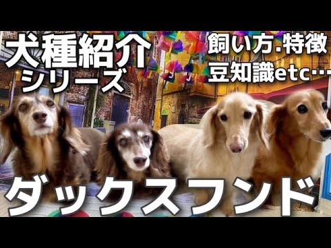 犬のアイコン