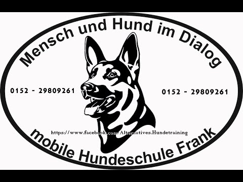 Deutscher Schäferhund - Nasenarbeit
