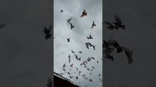 Download lagu Hundreds of pigeons flying mp3