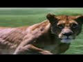 Lioness Ambushes Herd Of Zebra Wildlife On One BBC