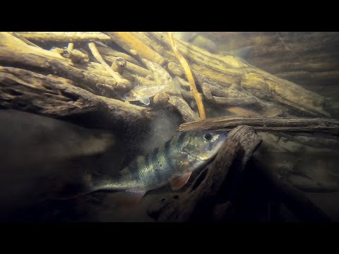 Drava, Winter Rhapsody 2026