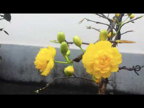 Mai cúc nở ở Miền Bắc