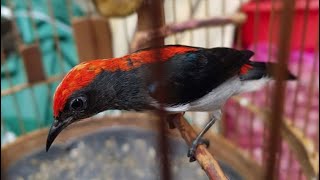 Download lagu Ocehan Burung Kemade Suara Cukup Nyaring mp3 Download lagu Ocehan Burung Kemade Suara Cukup Nyaring mp3