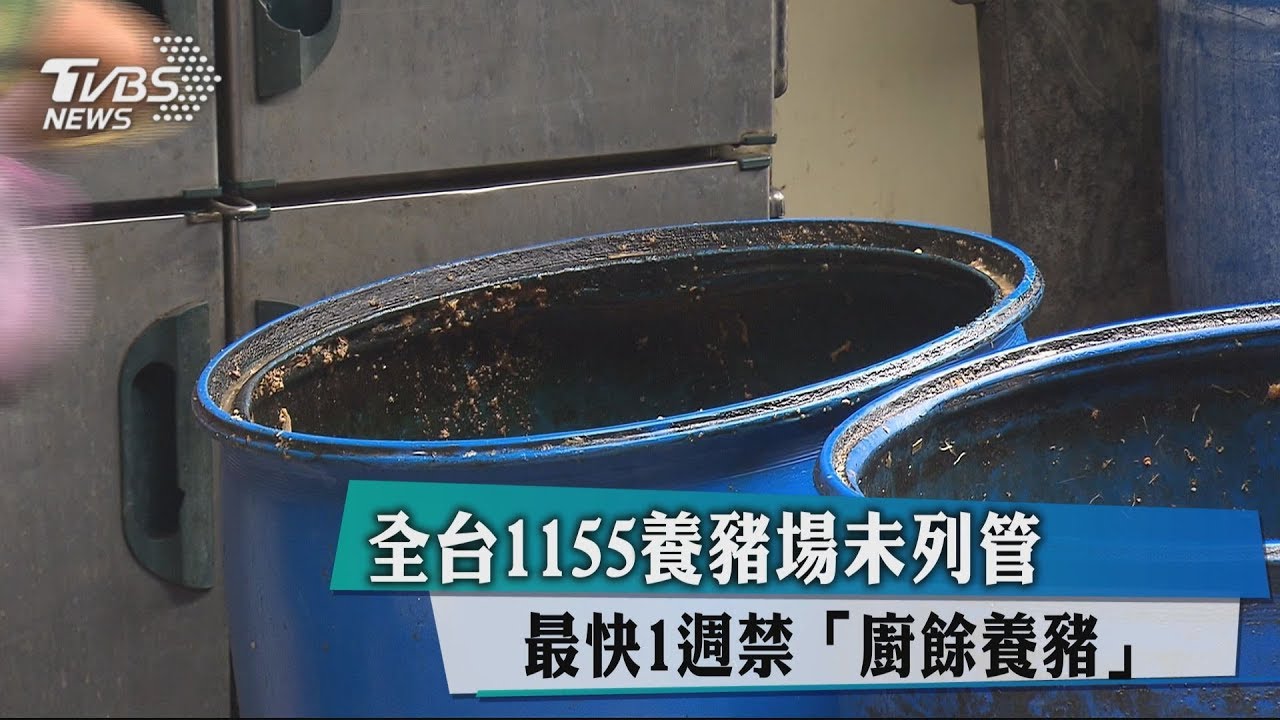 全台1155養豬場未列管 最快一週禁"廚餘養豬"