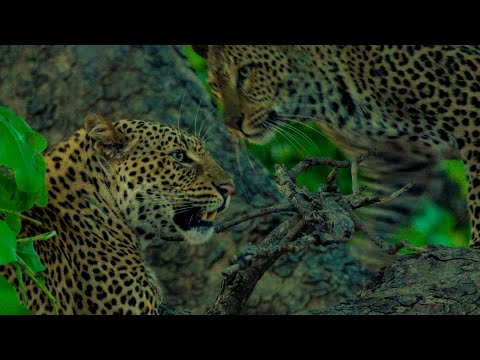 Africa Predatori letali III - 04 Vita da leopardi