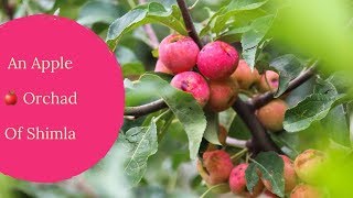 preview picture of video 'Mashobra | An Apple Orchard Of Shimla | Orchards | India Travel | Himachal Pradesh | Dominar400'