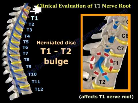 Neurological Examination Spinal Cord Part 3 - Everything You Need To Know - Dr. Nabil Ebraheim