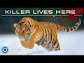 Russia's Wild Tiger - The Incredible Big Cat | Wildlife documentary