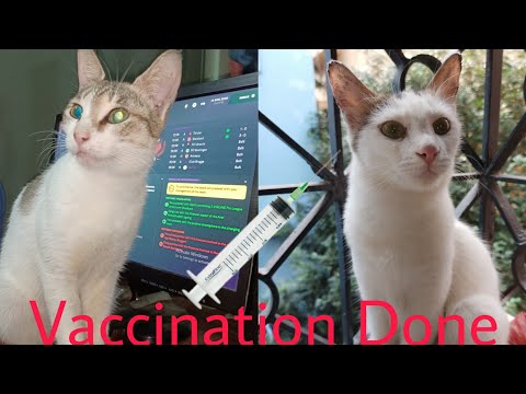 Cats Vaccination!