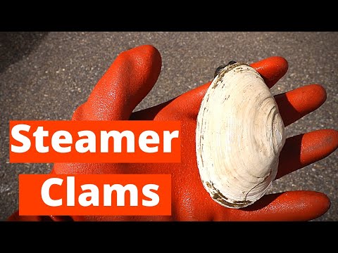 Catch and Cook Clams (Digging for DELICIOUS Steamed Clams!)