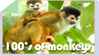 preview picture of video 'Osa Peninsula Ecolodges, Wildlife, Rainforest Preserve, Most Titi Monkeys in Costa Rica'