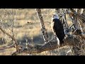 Bald Eagle Yawn
