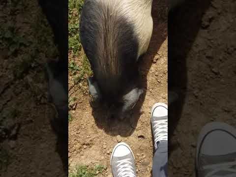 Krskopoljski prasici