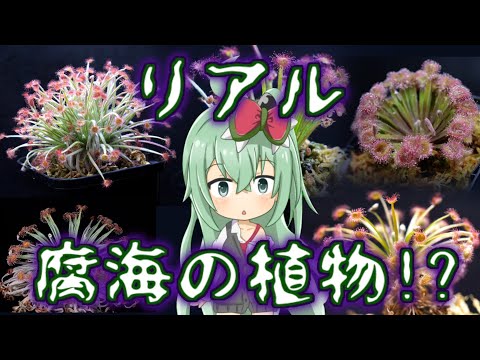 臭いクレーンビル、ルプレヒトスクラウト 植物